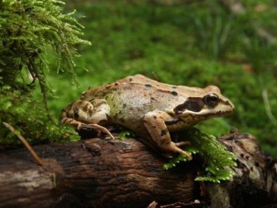 Grenouille rousse